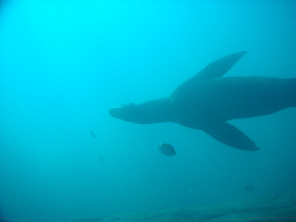LION DE MER (12).JPG