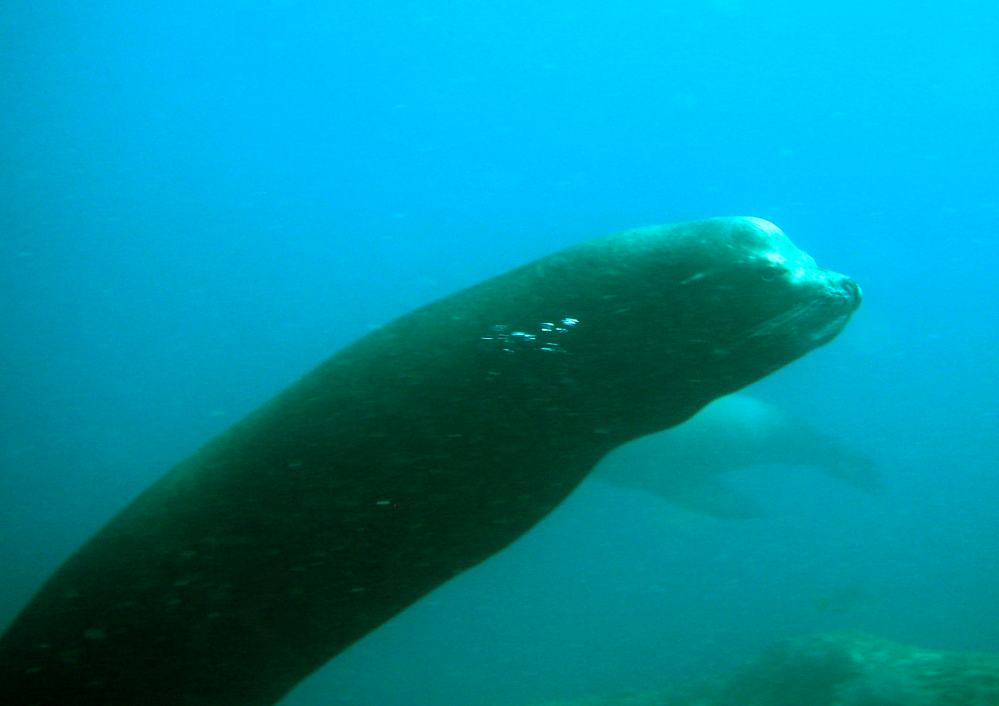 LION DE MER (3).jpg