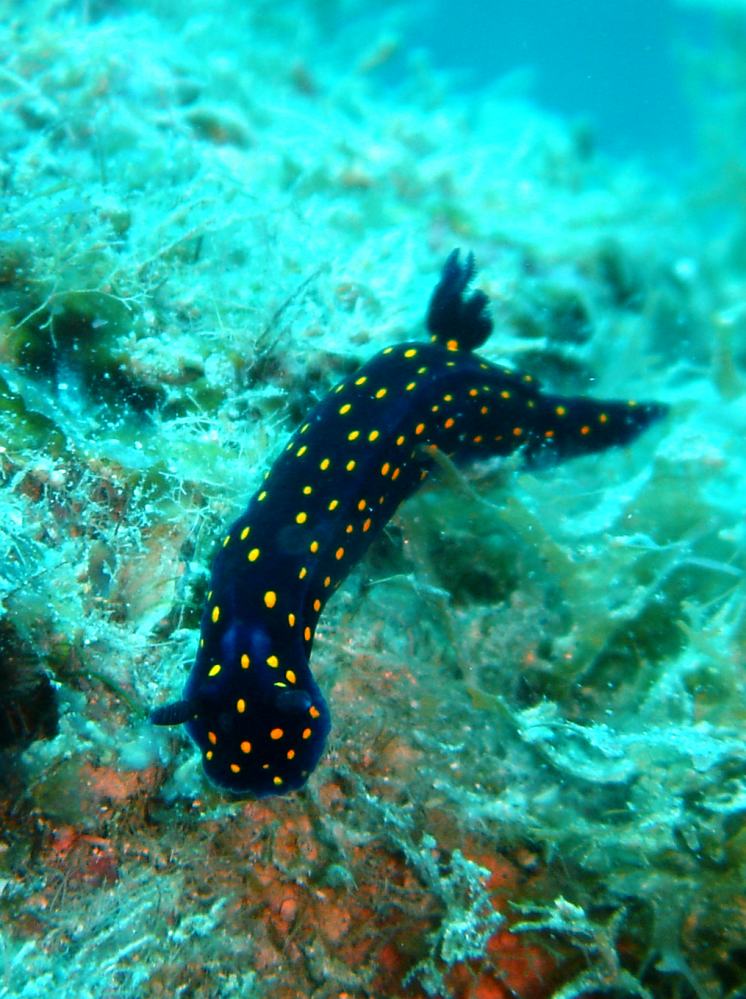 NUDIBRANCHE 3.JPG