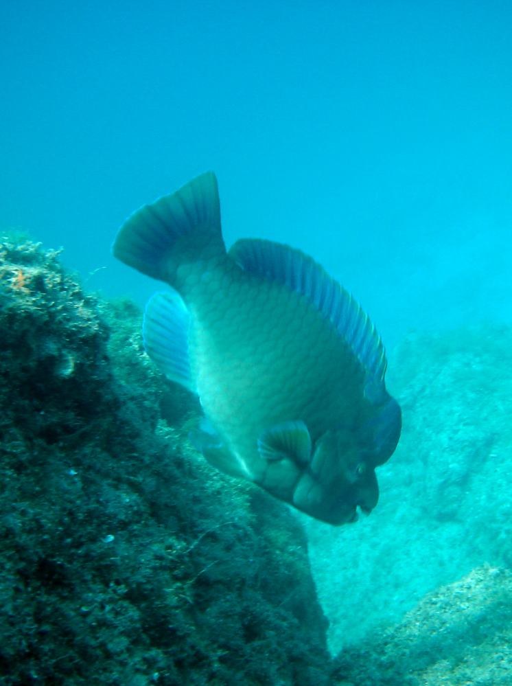 PERROQUET COUP DE TETE (scarus perrico).JPG