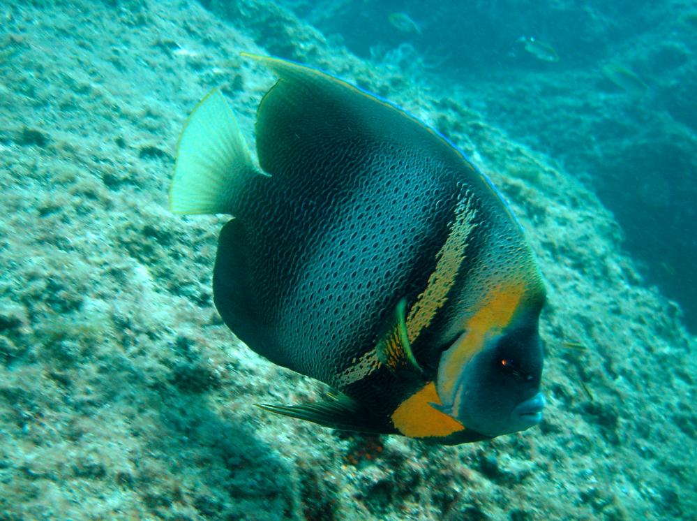 POISSON ANGE DE CORTEZ (Pomacanthus zonipectus) (4).JPG