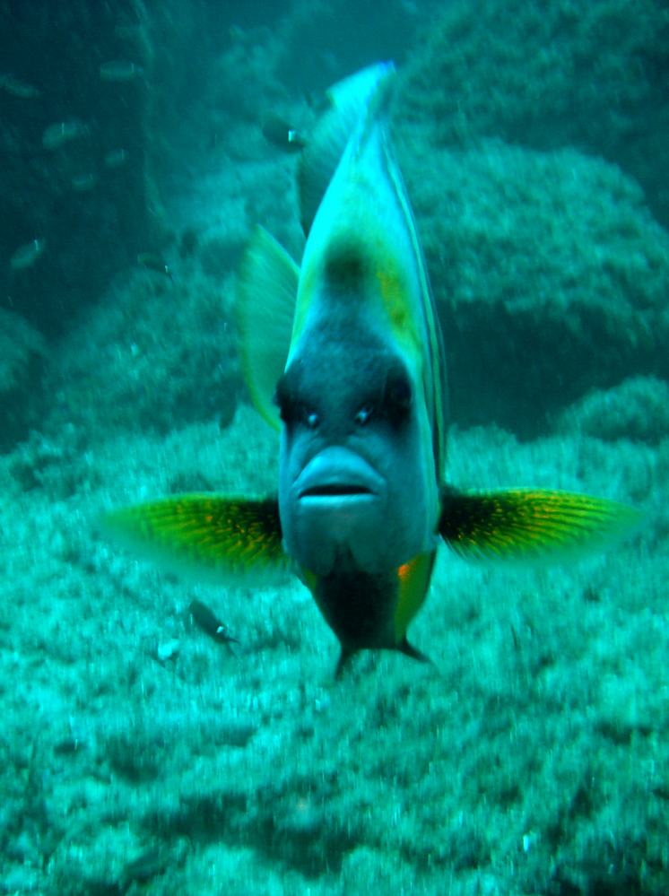 POISSON ANGE DE CORTEZ (Pomacanthus zonipectus) (8).JPG