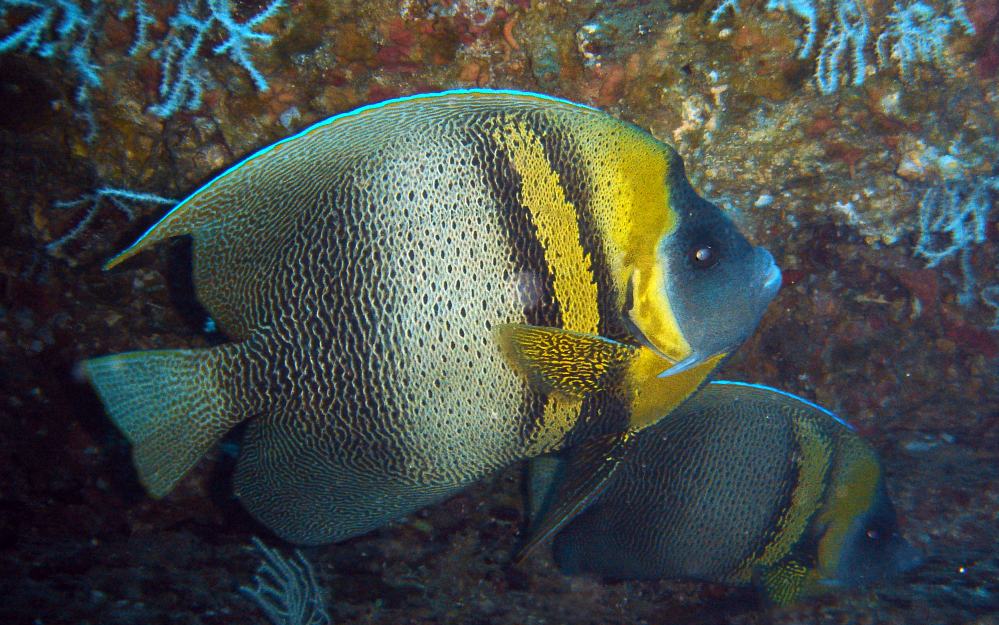 POISSON ANGE DE CORTEZ (Pomacanthus zonipectus).JPG