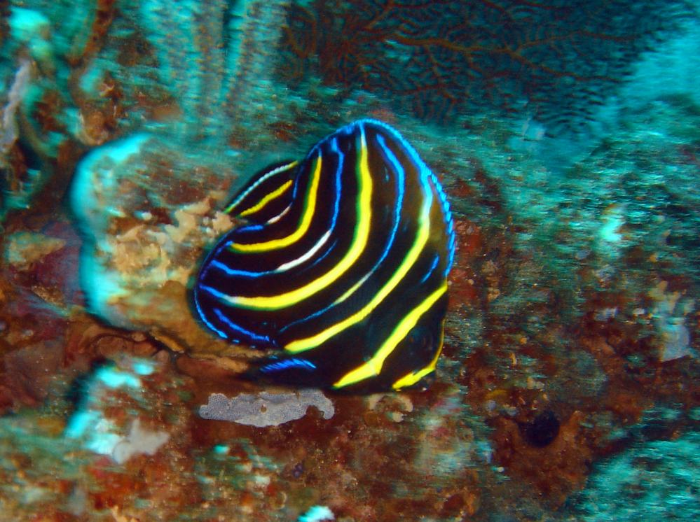POISSON ANGE DE CORTEZ JUVENILE (Pomacanthus zonipectus).JPG