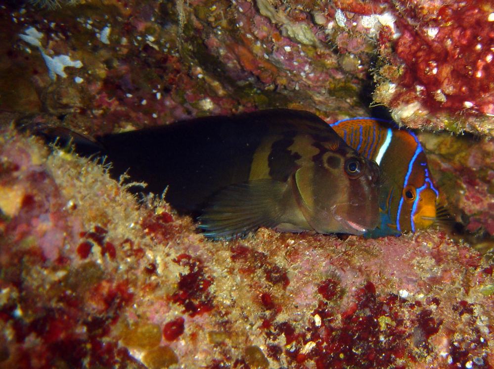 POISSON ANGE ROI JUVENILE ET BLENNIE (Holacanthus passer et Ophioblennius steindachneri).JPG
