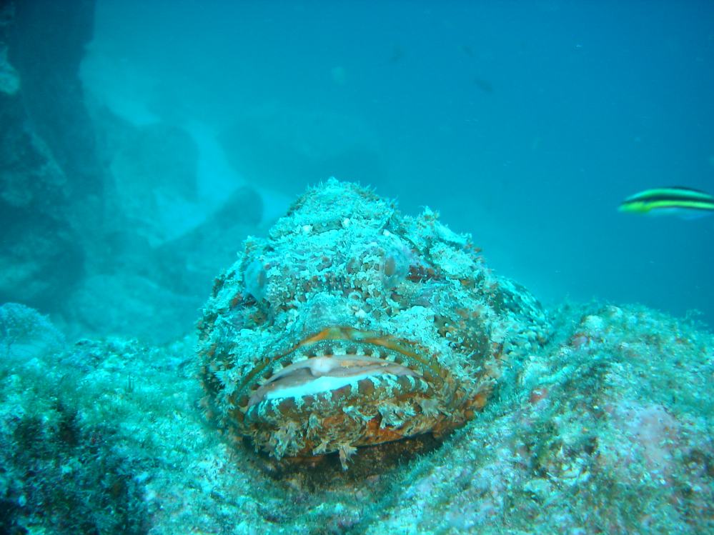 POISSON SCORPION (scorpaenopsis plumieri) 4.JPG