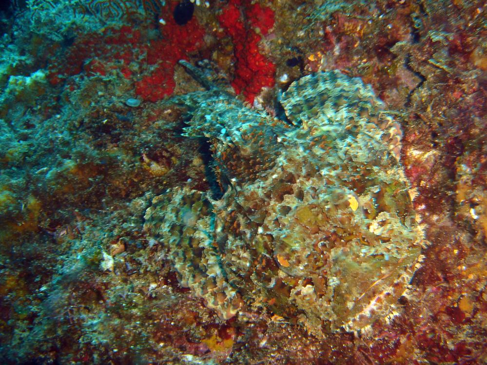 POISSON SCORPION (scorpaenopsis plumieri) 5.JPG