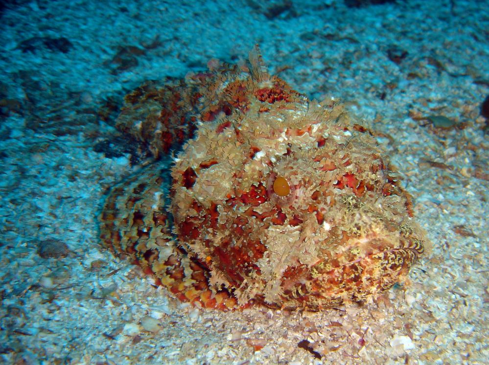POISSON SCORPION (scorpaenopsis plumieri) 8.JPG
