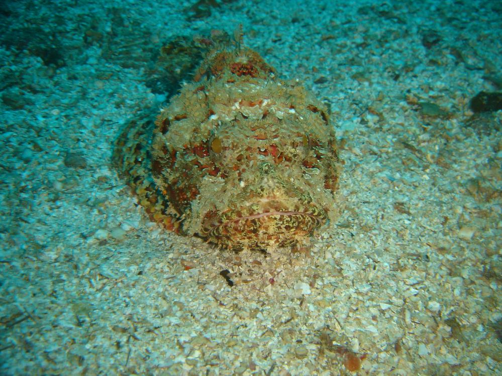 POISSON SCORPION (scorpaenopsis plumieri) 9.JPG