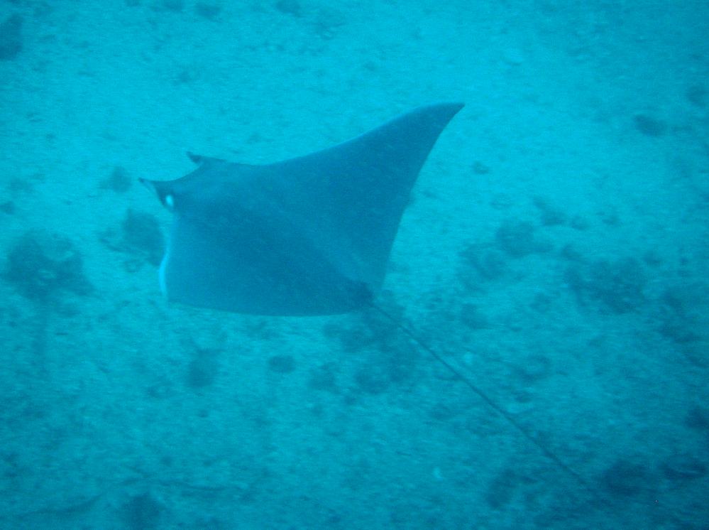 RAIE MANTA MOBULA.JPG