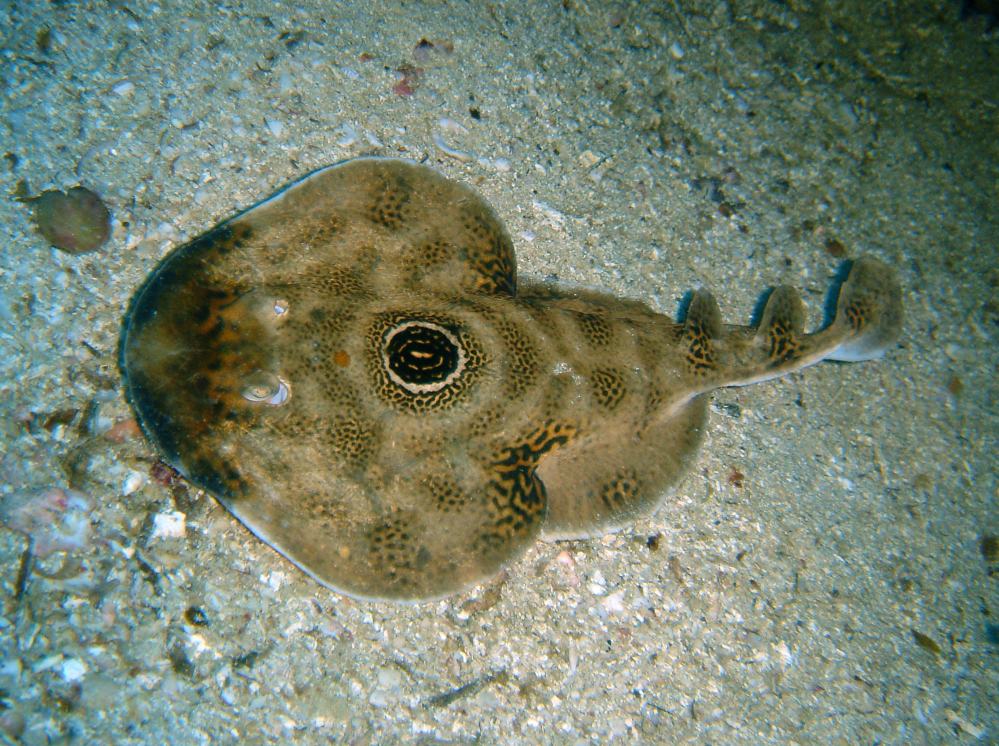 RAIE TORPILLE (Diplobatis ommata) 1.JPG