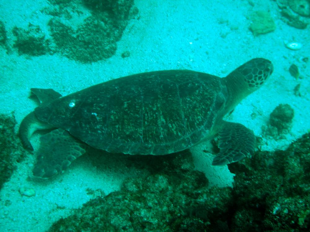 TORTUE.JPG