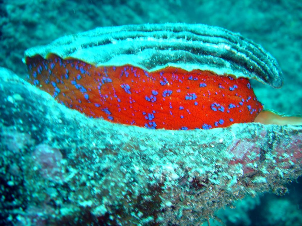 TRITON 1.JPG