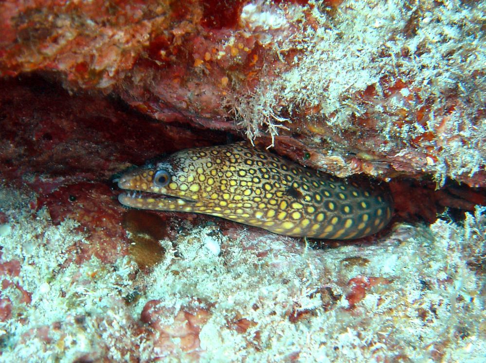 murene doree (gymnothorax miliaris) 4.jpg