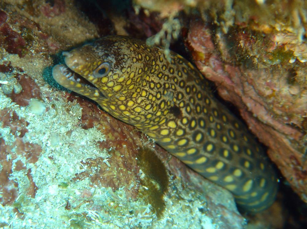murene doree (gymnothorax miliaris).jpg