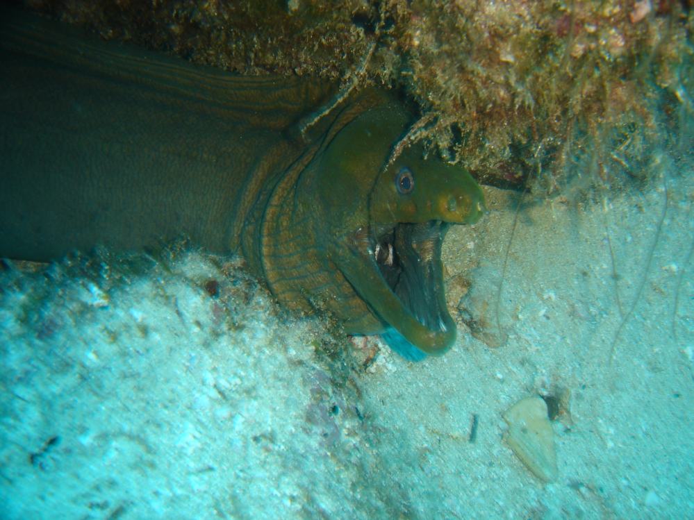 murene verte (gymnothorax funebris) 3.JPG