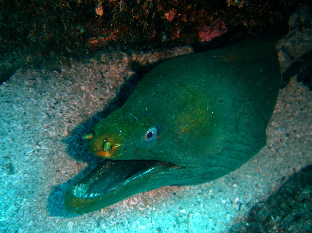 murene verte (gymnothorax funebris) 4.JPG