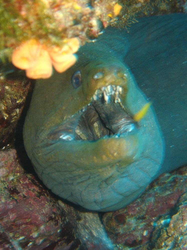 murene verte (gymnothorax funebris) 5.JPG