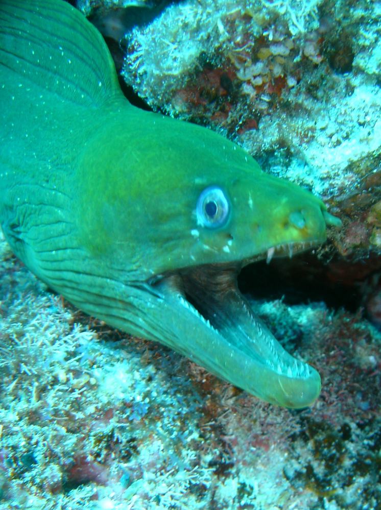 murene verte (gymnothorax funebris) 7.JPG