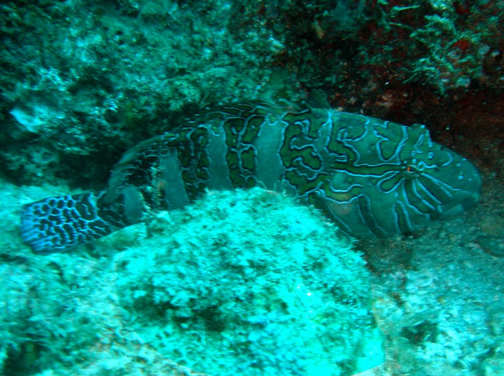 poisson-faucon orne (Cirrhitus rivulatus) 3.JPG