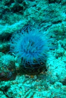 ANEMONE TUBE 2.JPG