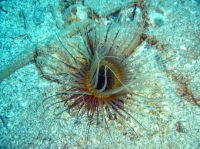 ANEMONE TUBE.JPG