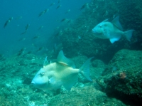 BALISTE OCEANIQUE (canthidermis sufflamen).JPG