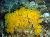 CORAIL TUBE ORANGE (Tubastrea coccinea) 1.JPG