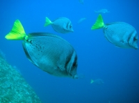 Chirurgien a queue jaune ( prionurus laticlavius) 1.JPG