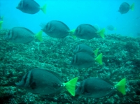 Chirurgien a queue jaune ( prionurus laticlavius) 5.JPG