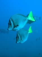 Chirurgien a queue jaune ( prionurus laticlavius) 7.JPG