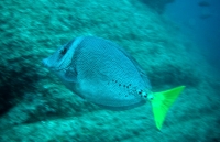 Chirurgien a queue jaune ( prionurus laticlavius).JPG