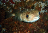 DIODON HOLOCANTHUS 1.JPG