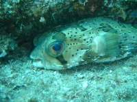 DIODON HOLOCANTHUS.JPG