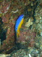 Demoiselle neon (Pomacentrus coelestis).JPG