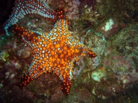ETOILE DE MER 1.JPG
