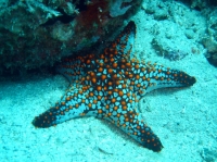 ETOILE DE MER 3.JPG