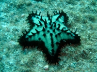 ETOILE DE MER.jpg
