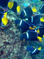 Holacanthus passer POISSON ANGE ROI 1.JPG