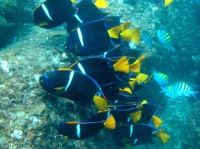 Holacanthus passer POISSON ANGE ROI 2.jpg
