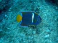 Holacanthus passer POISSON ANGE ROI 5.JPG