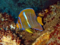 Holacanthus passer POISSON ANGE ROI JUVENILE.JPG
