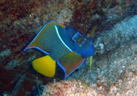 Holacanthus passer POISSON ANGE ROI.JPG