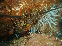 LANGOUSTE (Panulirus Versicolor) 2.JPG