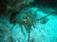 LANGOUSTE (Panulirus Versicolor).JPG