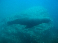 LION DE MER (1).JPG