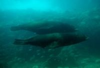 LION DE MER (10).jpg