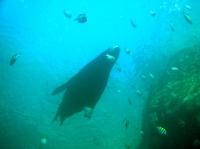 LION DE MER (14).JPG