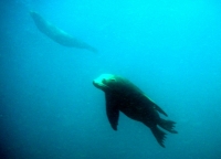 LION DE MER (4).JPG