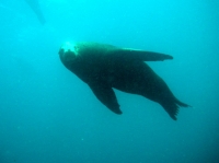 LION DE MER (5).jpg